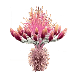 Agave Seeds * 10