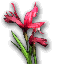 Red Iris Flower (Pre-Searing)