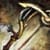 Carrion Aetherized Short Bow